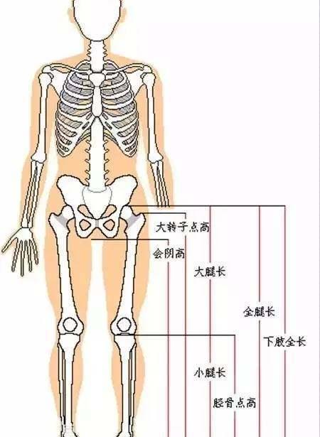 女生标准腿长对照表（各个身高的标准腿长）