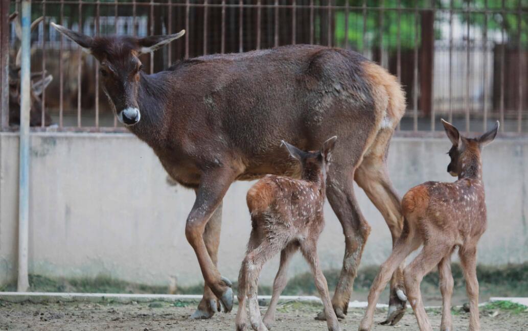 Por que os filhotes de animais ficam em pé quando acabam de nascer?