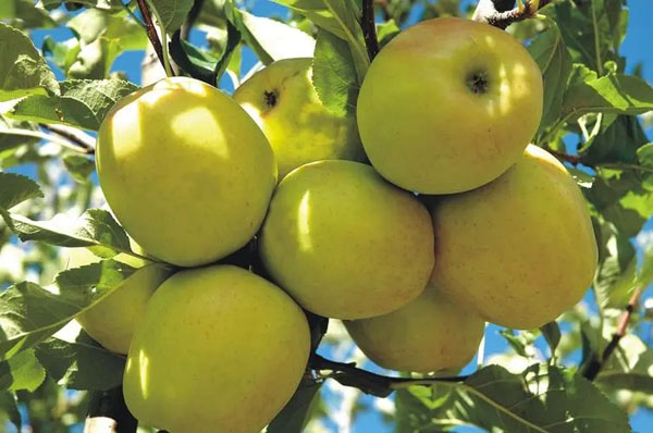 Qual é o efeito das maçãs douradas na perda de peso (eficiências e funções das maçãs douradas)