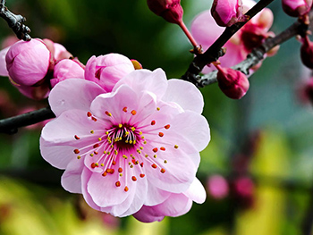 粉色梅花高清花卉图片