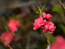 红色的碧桃花高清花卉图片