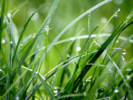 雨后湿漉漉的草地风景图片