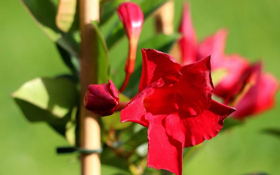 鲜艳唯美的红蝉花高清花卉图片