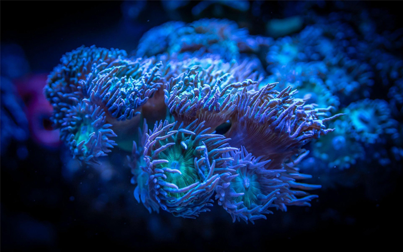 绝美珊瑚高清摄影图片