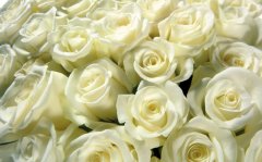简单纯净白玫瑰高清花卉图片