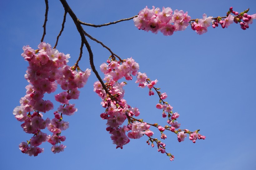 蓝天白云下的樱花高清花卉图片