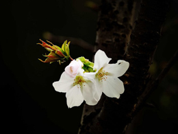 白色的樱桃花高清花卉图片