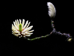 玉兰花的花蕊高清花卉图片