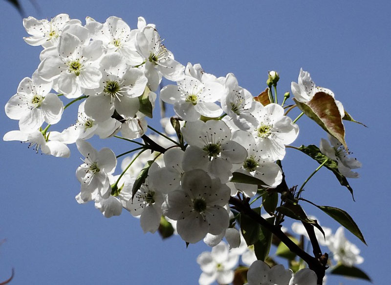 蓝天下盛开的白梨花高清花卉图片