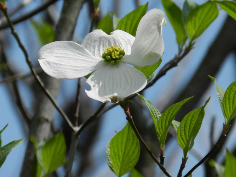 白色的艾子高清花卉图片