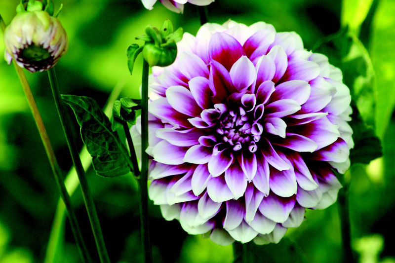 紫色的大丽花高清花卉图片