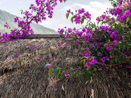 旺盛的紫色三角梅高清花卉图片