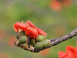 枝头上的红色木棉高清花卉图片