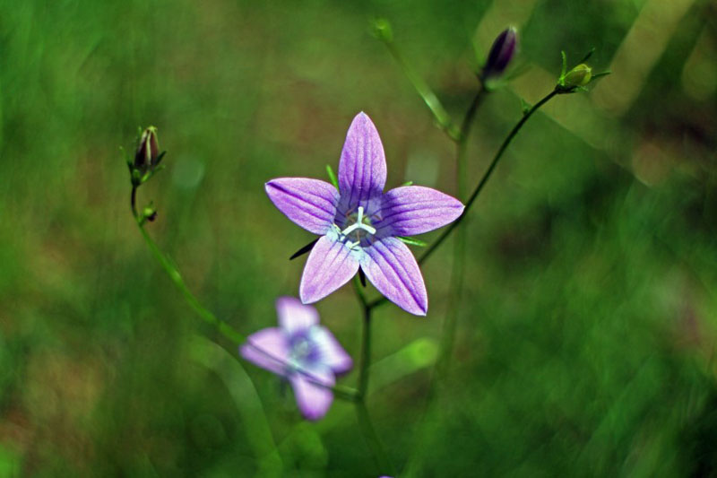 绿草丛中的紫色桔梗高清花卉图片