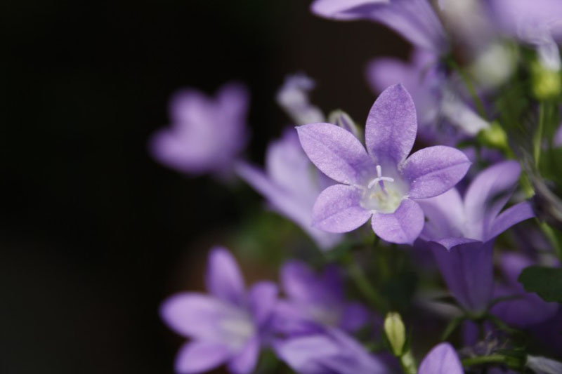淡雅清新的紫色桔梗高清花卉图片