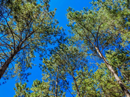 蓝天下苍翠的松树高清风景图片