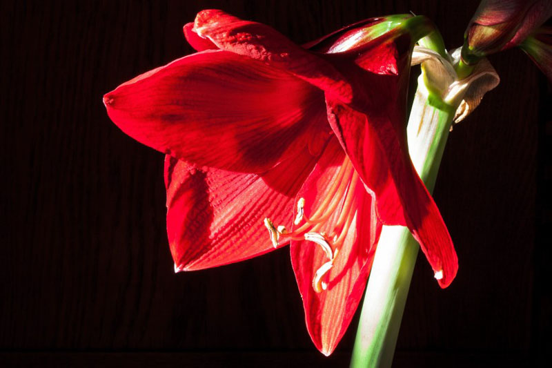 红色的君子兰高清花卉图片