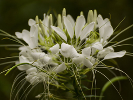 白色的醉蝶花高清花卉图片