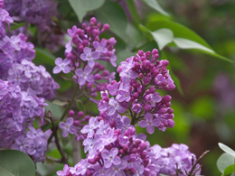 名贵的紫丁香高清花卉图片