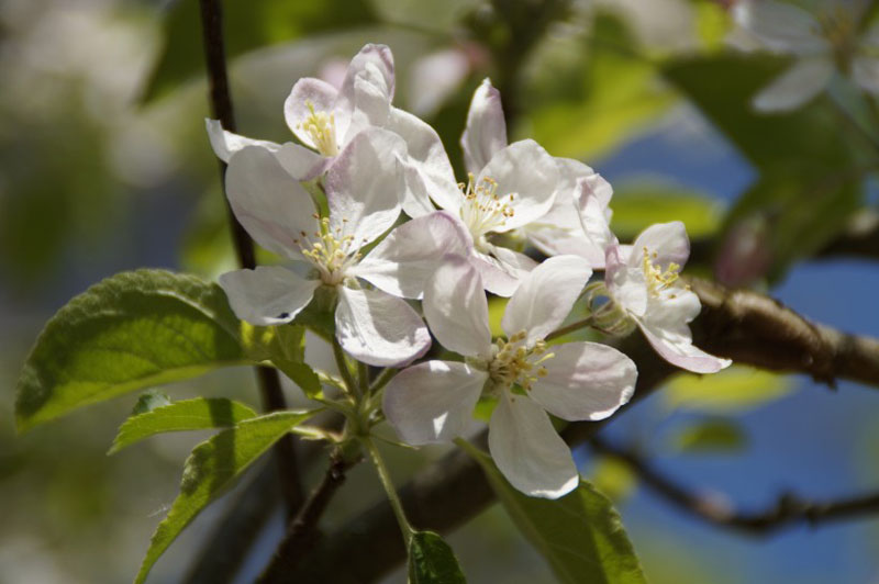 素白的苹果花高清花卉图片