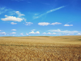 蓝天下的田野高清风景图片