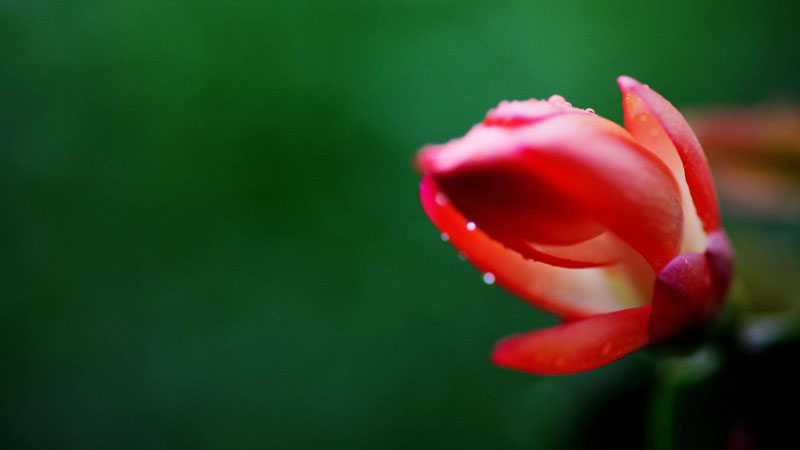 俏丽的红色蟹爪兰高清花卉图片
