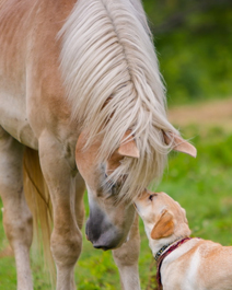 温馨的马儿和小狗高清手机壁纸图片