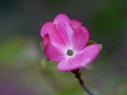 粉色的山茱萸高清花卉图片