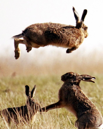 跳跃的野兔手机壁纸高清图片