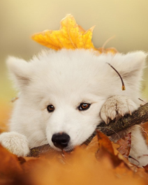 趴在树枝上的萨摩耶犬高清壁纸图片