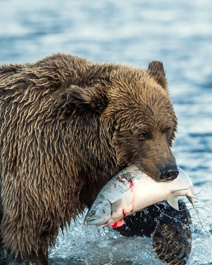 水里抓鱼的大熊高清手机壁纸图片