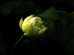 淡黄色的荷花高清花卉图片