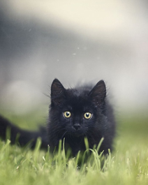 草丛行走的黑猫高清手机壁纸图片