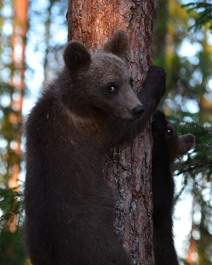 爬上树的小黑熊高清手机壁纸图片