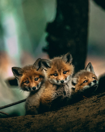 三只可爱的小狐狸唯美手机壁纸图片