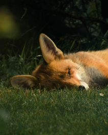 睡梦中的狐狸手机壁纸