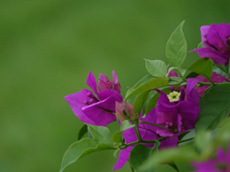 十分好看的紫色三角梅花卉图片