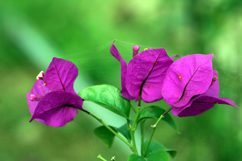 紫色的叶子梅高清花卉图片