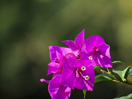 漂亮的紫色叶子梅高清花卉图片