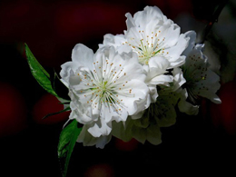 洁白的桃花高清花卉图片
