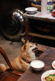 综艺向往的生活5柴犬狗子高清剧照图片