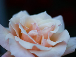 温柔可人的粉色玫瑰花卉图片