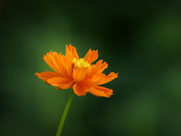 橙黄色的硫华菊高清花卉图片