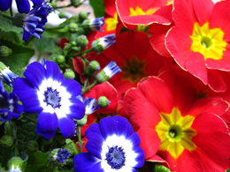 颜色丰富的瓜叶菊高清花卉图片