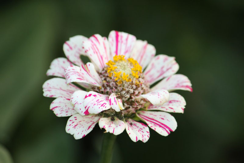 一朵白色的万寿菊高清花卉图片