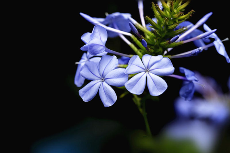 淡蓝色的蓝花丹高清花卉图片
