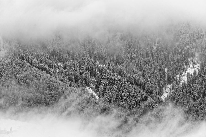 雨后的森林雾气弥漫高清风景图片