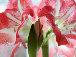 浅红色的君子兰花卉图片