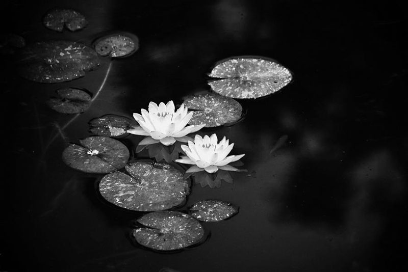 黑白的睡莲高清花卉图片