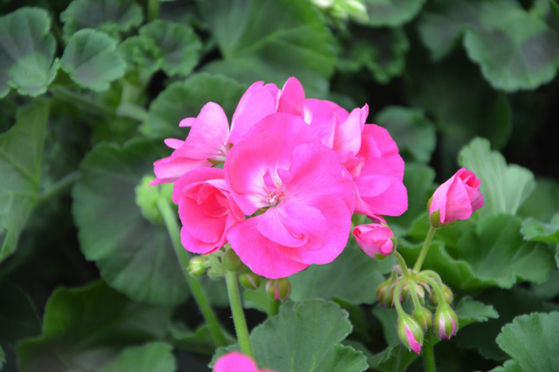唯美绽放的粉色天竺葵花卉图片